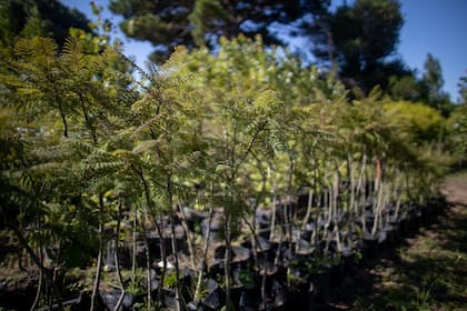 El Schinus molle o aguaribay es una de las nuevas especies que están produciendo en el vivero de Pinamar