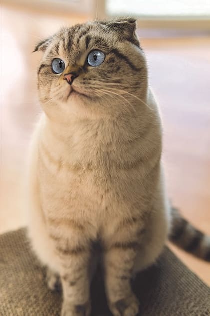 El Scottish Fold tiene una apariencia encantadora por sus tiernas orejas cortas