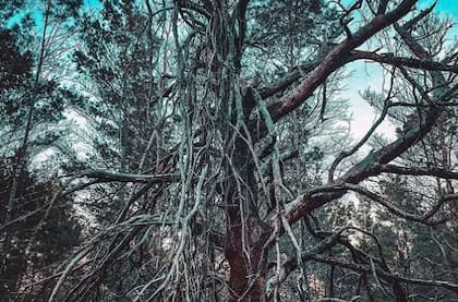 El Seabranch Preserve State Park era un parque de golf en los años 80