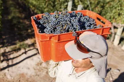 El sector propone cambios en la Ley de Trabajo Agrario para adaptarla a la estacionalidad, la tecnología y la organización productiva actual.