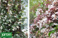 Cómo elegir el jazmín que mejor se adapta a tu jardín y a tu ritmo