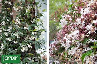 Cómo elegir el jazmín que mejor se adapta a tu jardín y a tu ritmo
