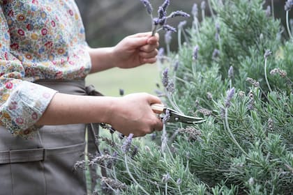 El secreto para lograr una buena producción de flores y que la planta se mantenga sana es podar en otoño 