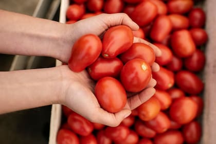 El secreto para que el tomate tenga más sabor