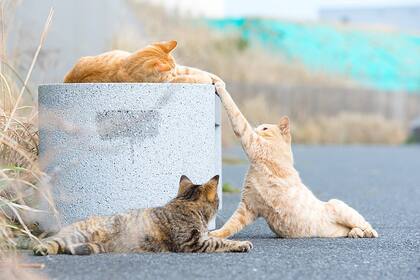 El secreto para saber diferenciar el juego de las peleas en los gatos está en observar si muestran señales de agresión