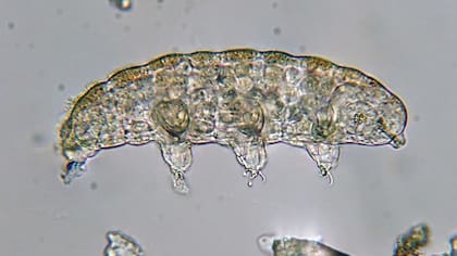 El secreto que hace “indestructibles” a los tardígrados, uno de los animales más resistentes del planeta