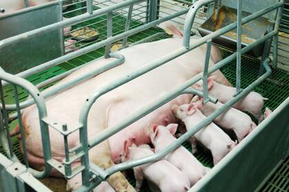 El sector apunta a elevar la productividad