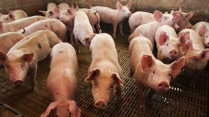 El sector apunta a volver a crecer tanto como lo hizo en los últimos quince años