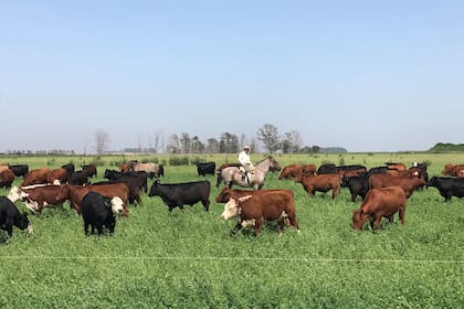El sector busca avanzar en la inscripción de productores en Visec Carne para cumplir con las exigencias de la Unión Europea