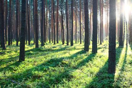 El sector de la industria forestal advirtió que la actividad será afectada si se avanza con la alícuota del 15%