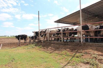 El sector lácteo se consolidó con obras, créditos y alivio fiscal