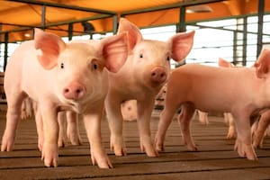 Tras seis meses muy críticos, en el sector porcino buscan una reactivación