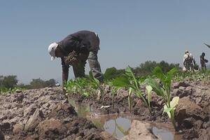 De la yerba al tabaco: advierten que no podrán pagar un bono de $26.000 a los trabajadores rurales