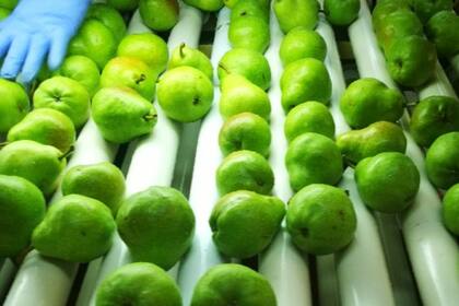 El sector viene pidiendo un tipo de cambio diferenciado para la exportación de las frutas