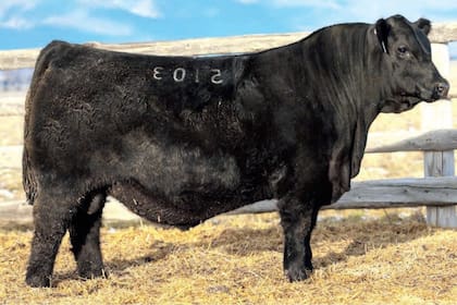 El segundo animal que fue vendido en US$200.000 el 50%