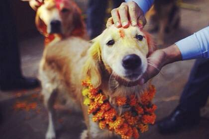 El segundo de los cinco días que dura el festival, las mascotas son veneradas por toda la gente