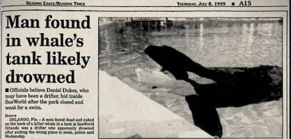 El segundo incidente de Tilikum ocurrió en SeaWorld con el desmembramiento de un hombre que se escabulló a los tanques de agua (Crédito: Twitter/@CyanaTB_Oficial)