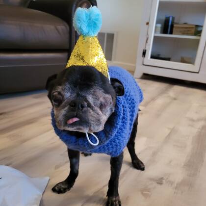 El segundo puesto fue de Rome, un pug de 14 años que vive en el Pug Hotel Senior Sanctuary