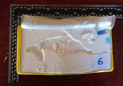 El sello del delfín que tenían los ladrillos.