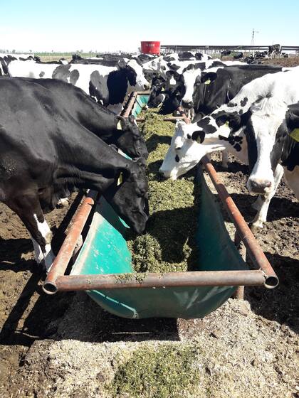 El semen sexado para vacas lecheras contiene 92% de espermatozoides con cromosoma X que originarán hembras