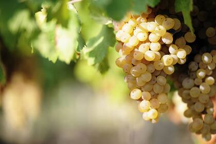 El Semillón es una variedad muy susceptible a la podredumbre, lo que demanda un cuidado muy estrecho en el viñedo