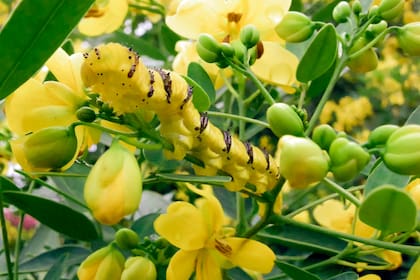 El sen del campo no es solo ornamental: su follaje alimenta a las orugas de muchas especies nativas