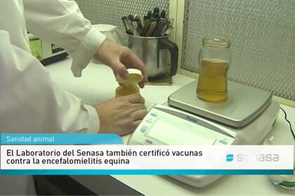 El Senasa aprobó la nueva vacuna para controlar la enfermedad porcina
