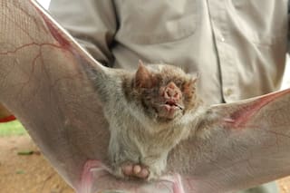 Confirmaron dos casos de rabia paresiante en bovinos y el Senasa recomendó qué hacer