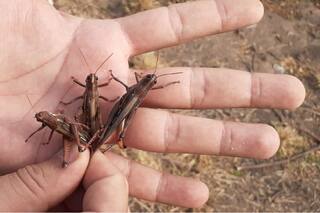 Alerta por la presencia de otras dos mangas de langostas en el norte