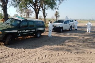 El Senasa detectó dos casos de influenza aviar en granjas de corral