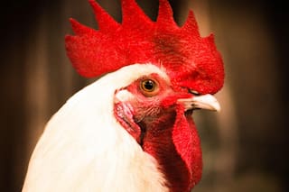 La gripe aviar ahora golpeó en aves de corral en Lobos