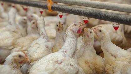 El Senasa dijo que se retomará el comercio exterior