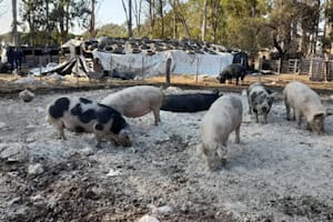 Sacrificarán más de 130 cerdos para evitar la propagación de casos de triquinosis