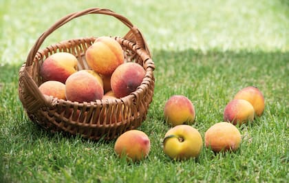 El Senasa recomienda prestar atención al estado del durazno al momento de la compra, priorizando aquellos sin magulladuras y apenas suaves al tacto