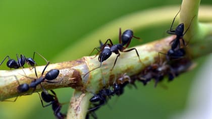 El sencillo truco para eliminar las hormigas del jardín de tu casa