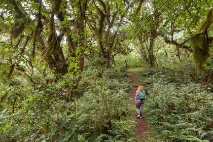 El sendero Bosque de Cielo es de fácil acceso.