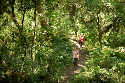 El sendero Bosque de Cielo es de los más lindos del PN Calilegua.
