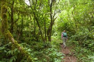 El sendero Bosque de Cielo es un paseo imperdible dentro del PN Calilegua.