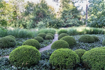 El sendero curvo de hormigón peinado recorre la alfombra de jazmín de leche, hiedras y buxus bajo la sombra de las tipas.