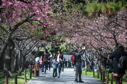 El sendero de los sakura del Jardín Japonés de Buenos Aires está compuesto por unos 30 árboles. Se vuelve el atractivo más interesante del parque desde fines de julio y durante todo el mes de agosto.