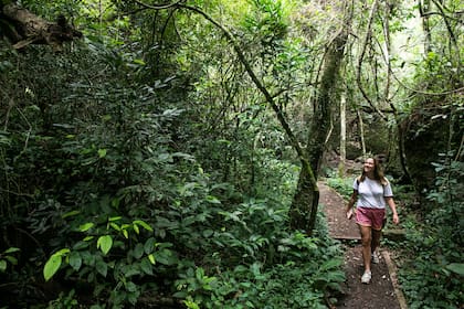El sendero Macuco es una opción de medio día para adentrarse en la selva paranaense.