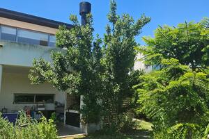 El Señor Laurel hoy; hace seis años y medio era un palito con veinte hojitas. A la derecha, la araucaria que pasó 30 años en una maceta, ahora liberada