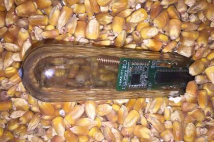 El sensor se introduce dentro de los granos para detectar la temperatura y movimiento