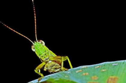El sentido del olfato en los saltamontes está alojado en sus antenas