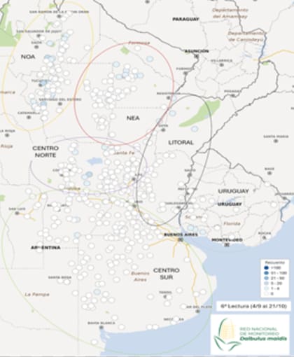 El séptimo relevamiento de la Red Nacional de Monitoreo Dalbulus maidis volvió a mostrar la ausencia de esta plaga en el 89,7% de las 426 localidades relevadas en la Argentina