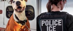 Migrantes en Texas entregan a sus mascotas en albergues por temor a las redadas de ICE