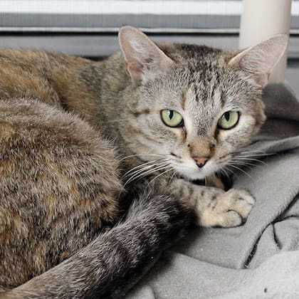 El Servicio Animal de Austin pidió adoptar urgentemente, para que los albergues continúen con el recibimiento de animales que se quedan sin hogar (Facebook/Austin Animal Services)