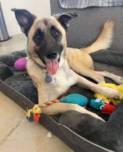 El Servicio Animal de Austin reportó un aumento en la entrega de mascotas, por parte de familias migrantes (Facebook/Austin Animal Services)