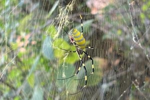 Por qué el Servicio de Parques Nacionales en EE.UU. busca ayuda para encontrar arañas grandes de rayas amarillas