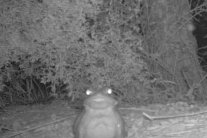 El Servicio de Parques Nacionales en Estados Unidos lanzó una insólita advertencia con los sapos